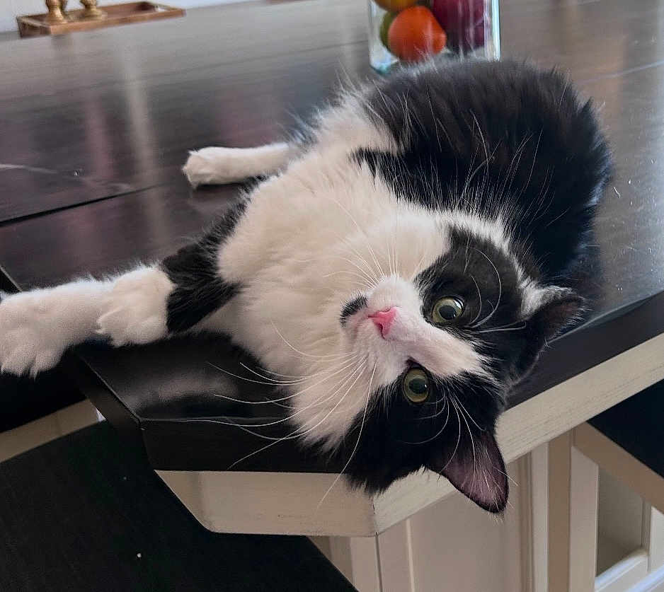 Willow is registered to the contest to win money with this photo: cat, black_and_white, fluffy, table, wooden_table, indoor, pet, relaxed, curious, green_eyes, feline, whiskers, pink_nose, fur, domestic_animal, home, glass_container, colorful_objects, close_up, laying_down