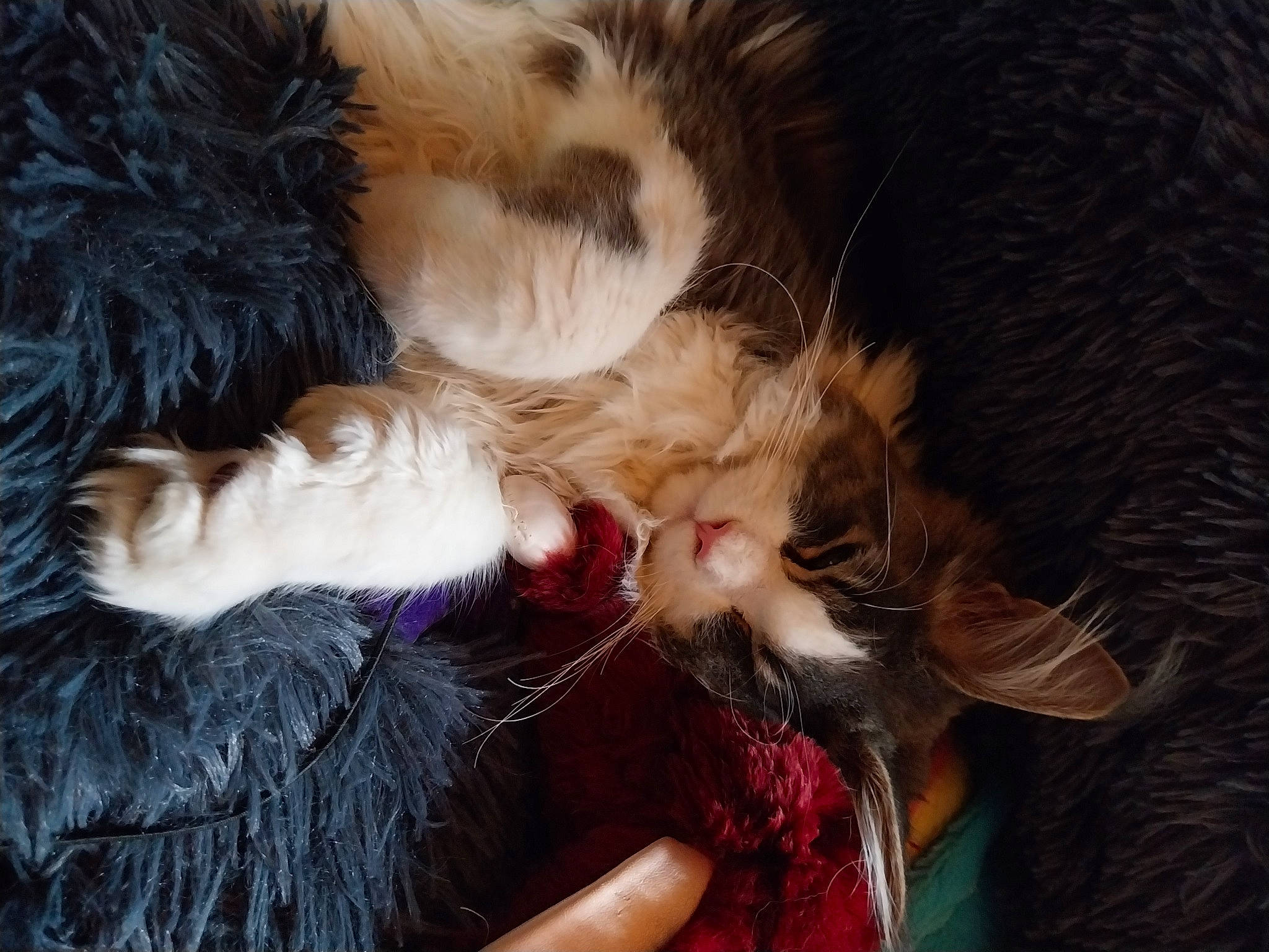 Uwen participe au concours pour gagner de l'argent avec cette photo : canidae, carnivore, cat, claw, comfort, companion_dog, dog_breed, ear, fang, fawn, felidae, fur, gesture, natural_material, paw, small_to_medium_sized_cats, snout, tail, vertebrate, whiskers