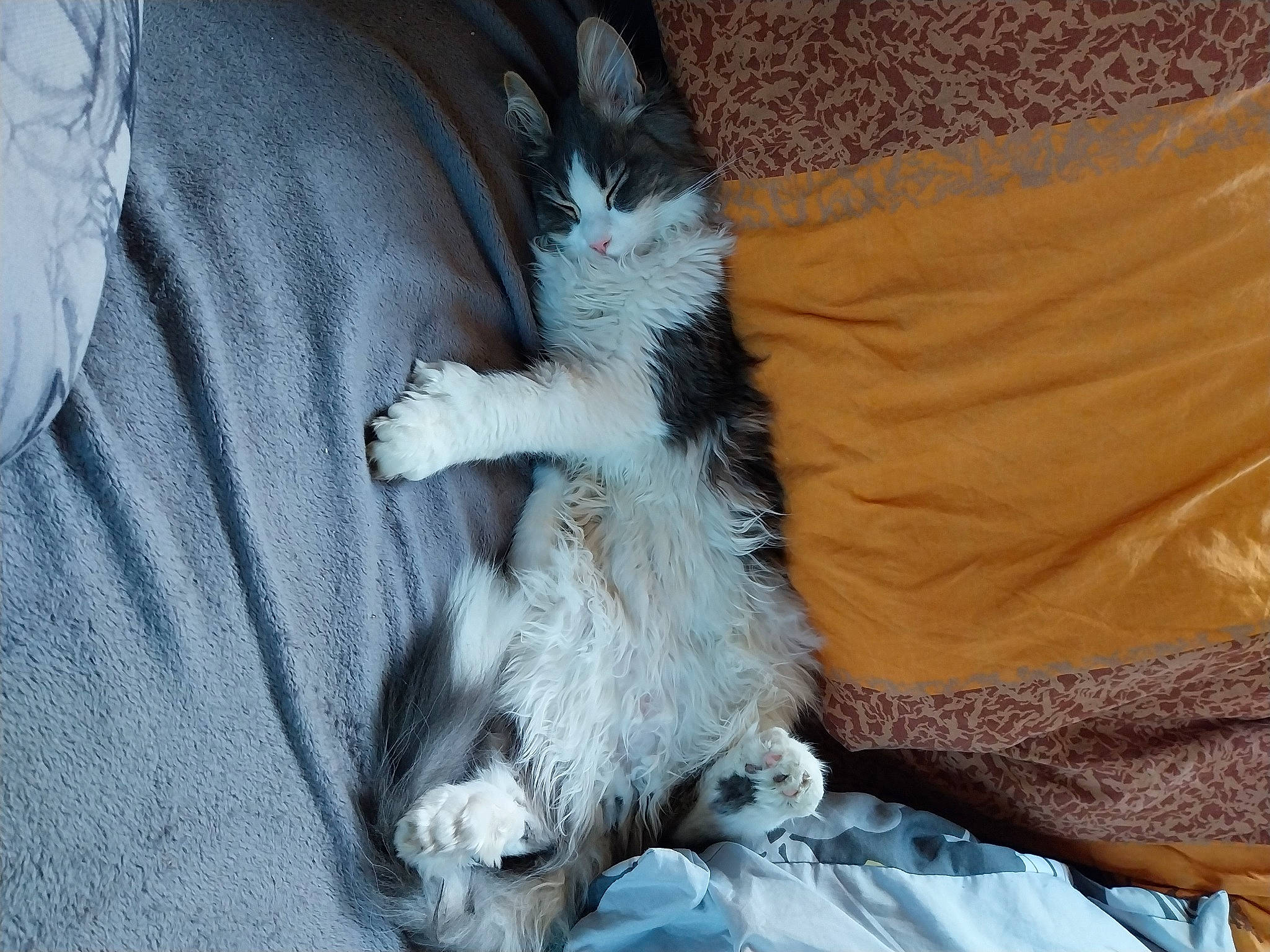 Uwen a rejoint le concours — aidez-le/la à gagner de superbes lots ! canidae, carnivore, cat, claw, comfort, companion_dog, dog_breed, domestic_short_haired_cat, felidae, foot, fur, human_leg, linens, nap, paw, small_to_medium_sized_cats, tail, whiskers