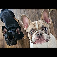 Mila And Milo is registered to the contest to win money with this photo: animal, black_dog, brown_floor, canine, companion, cute, dog, domestic_animal, ears, floor, french_bulldog, friendly, indoor, looking_up, mammal, pet, playful, portrait, tan_dog, two_dogs