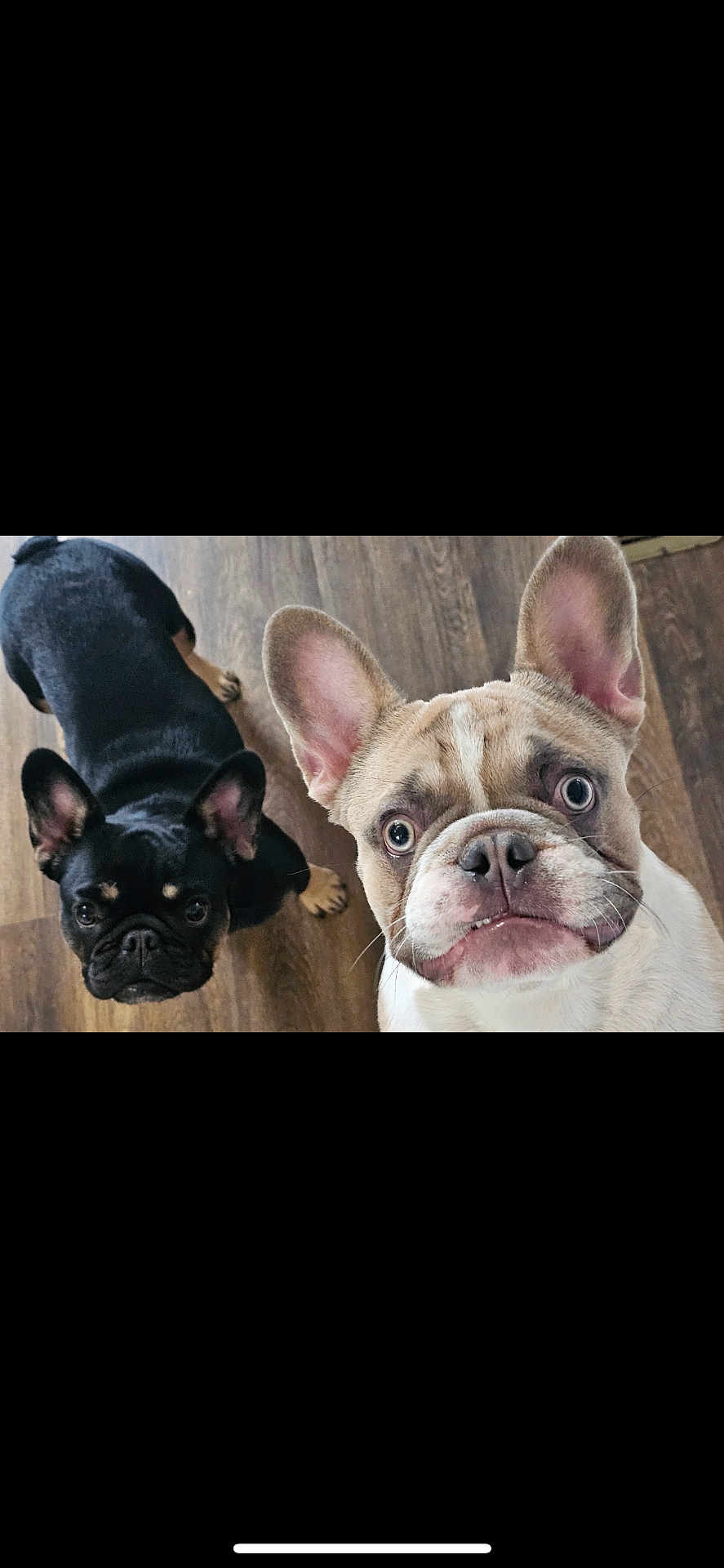 Mila And Milo