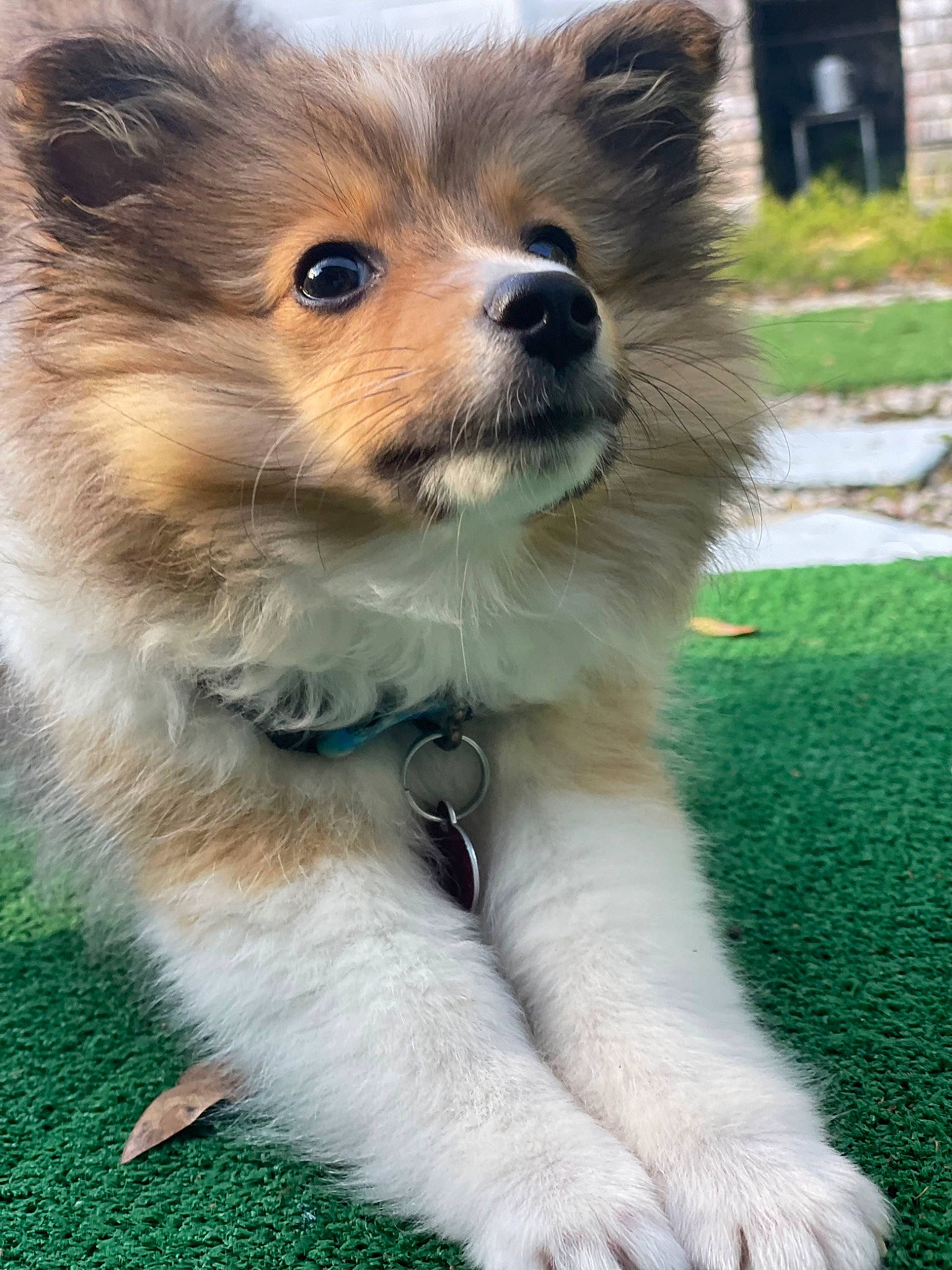 Nova is registered to the contest to win money with this photo: canidae, carnivore, collar, companion_dog, dog, dog_breed, dog_supply, electric_blue, fawn, fur, grass, plant, puppy, spitz, sporting_group, terrestrial_animal, toy_dog, volpino_italiano, whiskers, working_dog