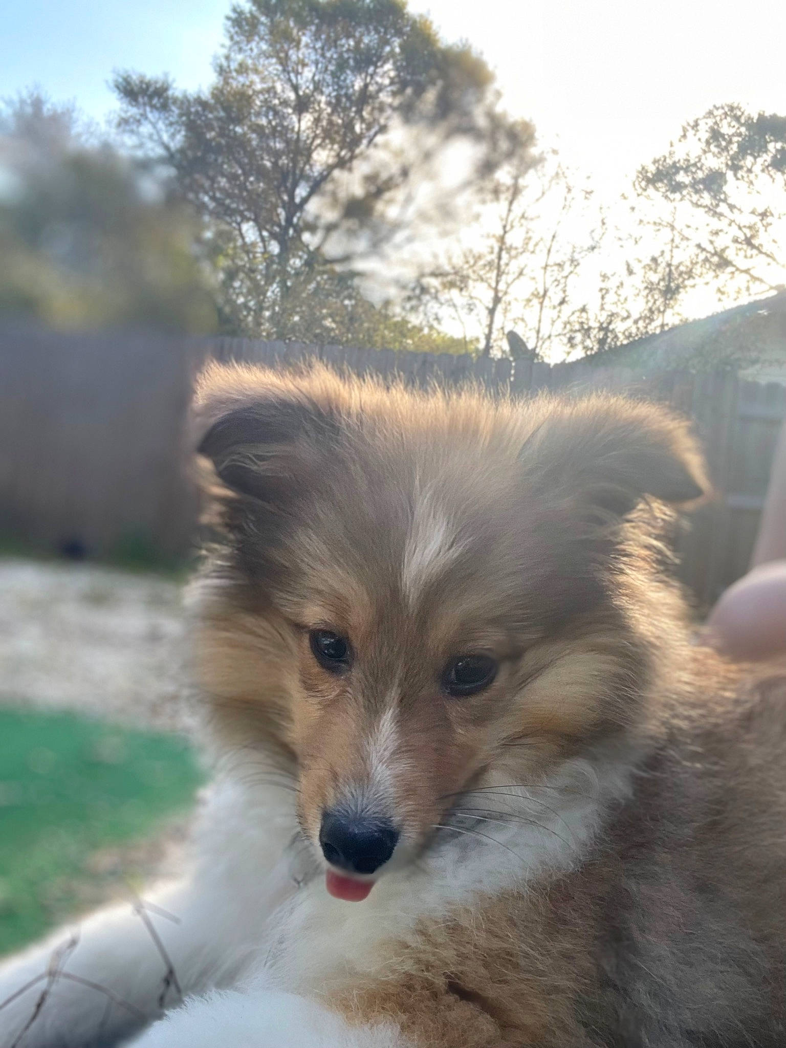 Nova joined the competition — help win amazing prizes! carnivore, companion_dog, dog, dog_breed, fawn, fur, german_spitz, german_spitz_klein, german_spitz_mittel, grass, sky, snout, spitz, sporting_group, terrestrial_animal, toy_dog, tree, volpino_italiano, whiskers, wildlife