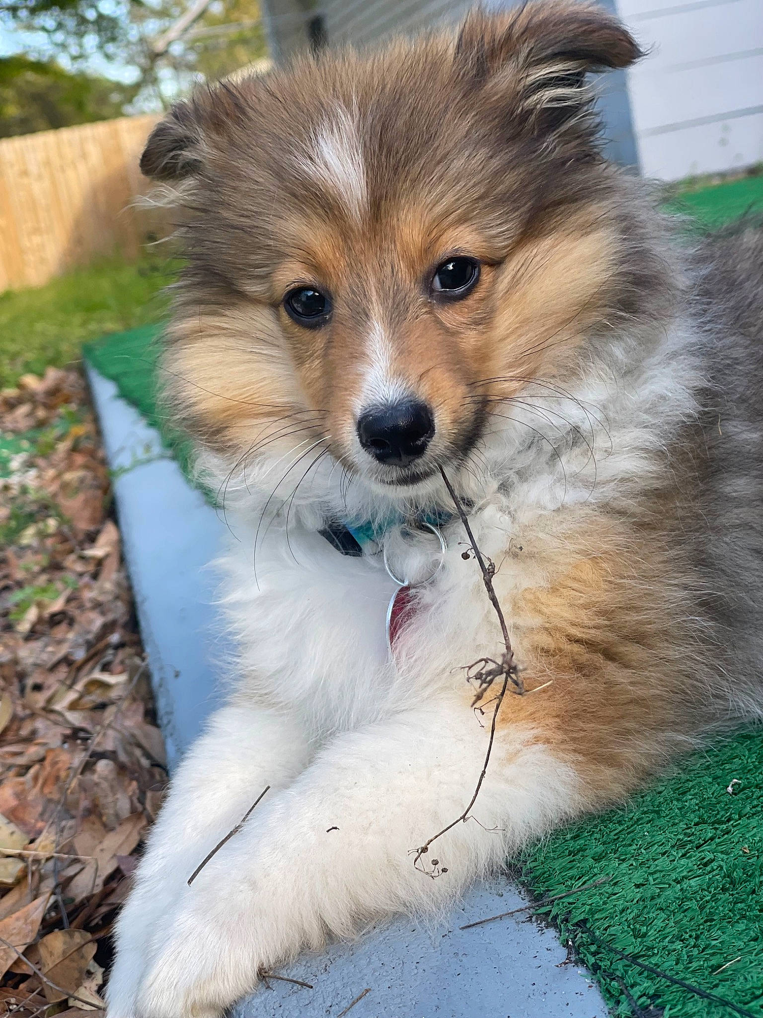 Nova is registered to the contest to win money with this photo: canidae, canis, carnivore, collie, companion_dog, dog, dog_breed, fawn, food, fox, fur, german_spitz_mittel, grass, plant, scotch_collie, sporting_group, terrestrial_animal, toy_dog, volpino_italiano, whiskers