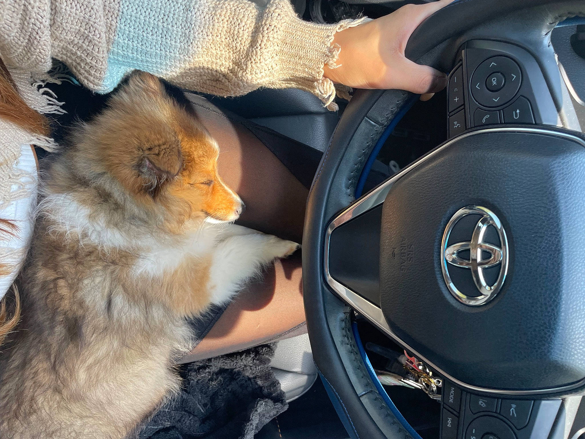 Nova joined the competition — help win amazing prizes! alloy_wheel, automotive_design, automotive_exterior, automotive_lighting, automotive_tire, automotive_wheel_system, car, carnivore, hood, mammal, motor_vehicle, personal_luxury_car, plant, rim, speedometer, steering_part, steering_wheel, vehicle, vehicle_door, wheel