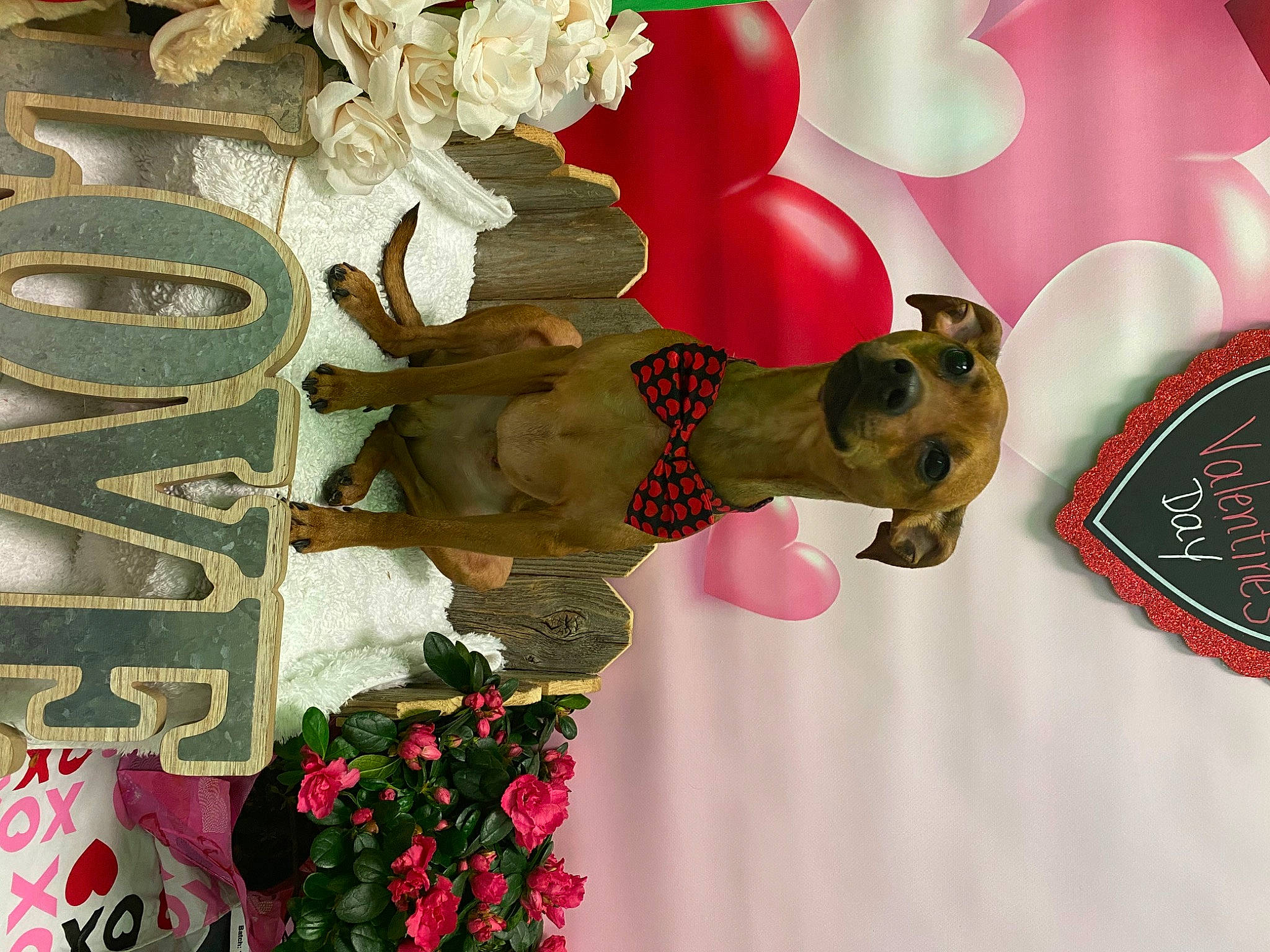 Chewbacca is registered to the contest to win money with this photo: art, carmine, event, floral_design, flower, flower_arranging, font, happy, magenta, organism, pattern, peach, plant, room, tradition, tree, visual_arts