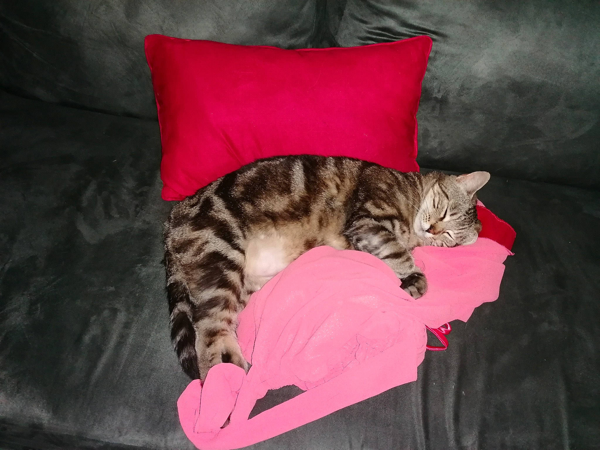 Misty participe au concours pour gagner de l'argent avec cette photo : carnivore, cat, cat_supply, claw, comfort, domestic_short_haired_cat, fawn, felidae, fur, hardwood, linens, magenta, nap, paw, sleep, small_to_medium_sized_cats, snout, tail, tree, whiskers