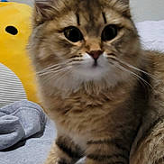 Marnie is registered to the contest to win money with this photo: cat, kitten, tabby, fluffy, fur, ears, whiskers, bed, blanket, plush_toy, yellow, curious, cute, pet, animal, indoor, soft, closeup, young, feline