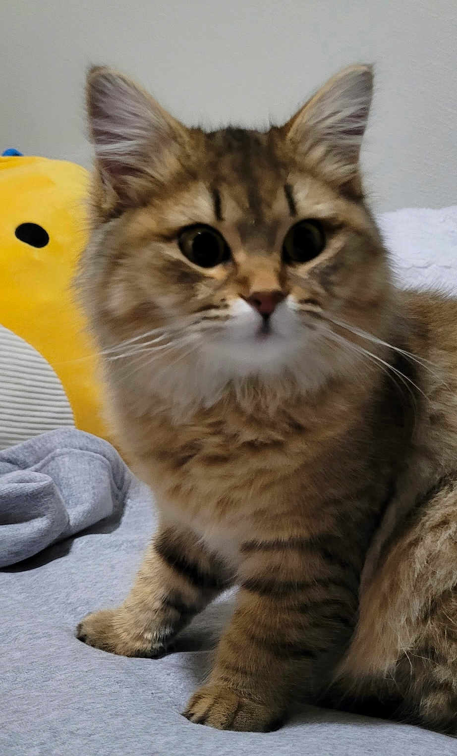 Marnie is registered to the contest to win money with this photo: cat, kitten, tabby, fluffy, fur, ears, whiskers, bed, blanket, plush_toy, yellow, curious, cute, pet, animal, indoor, soft, closeup, young, feline