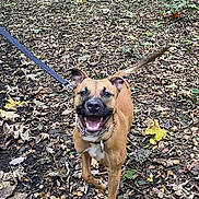 Ivory joined the competition — help win amazing prizes! dog, leash, forest, path, leaves, autumn, trees, outdoor, happy, canine, nature, walking, smiling, brown_dog, trail, woodland, pet, animal, fall, excited