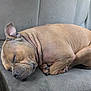 Flex is registered to the contest to win money with this photo: dog, sleeping, brown_dog, car_seat, pet, animal, resting, curled_up, inside, transportation, seatbelt, cozy, nap, canine, domestic_animal, fur, ear, paw, quiet, relaxed