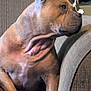 dog, brown_dog, pet, indoor, couch, furniture, string_lights, wall, looking_away, seated, calm, side_view, animal, domestic_animal, mammal, ears, snout, paw, resting, home