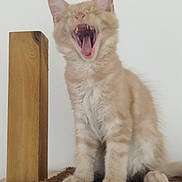 Nana a rejoint le concours — aidez-le/la à gagner de superbes lots ! animal, cat, closeup, cream_fur, ears, fluffy, funny, fuzzy_mat, indoor, kitten, open_mouth, pet, portrait, sitting, teeth, tongue, whiskers, white_wall, wooden_post, yawning