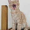 animal, cat, closeup, cream_fur, ears, fluffy, funny, fuzzy_mat, indoor, kitten, open_mouth, pet, portrait, sitting, teeth, tongue, whiskers, white_wall, wooden_post, yawning