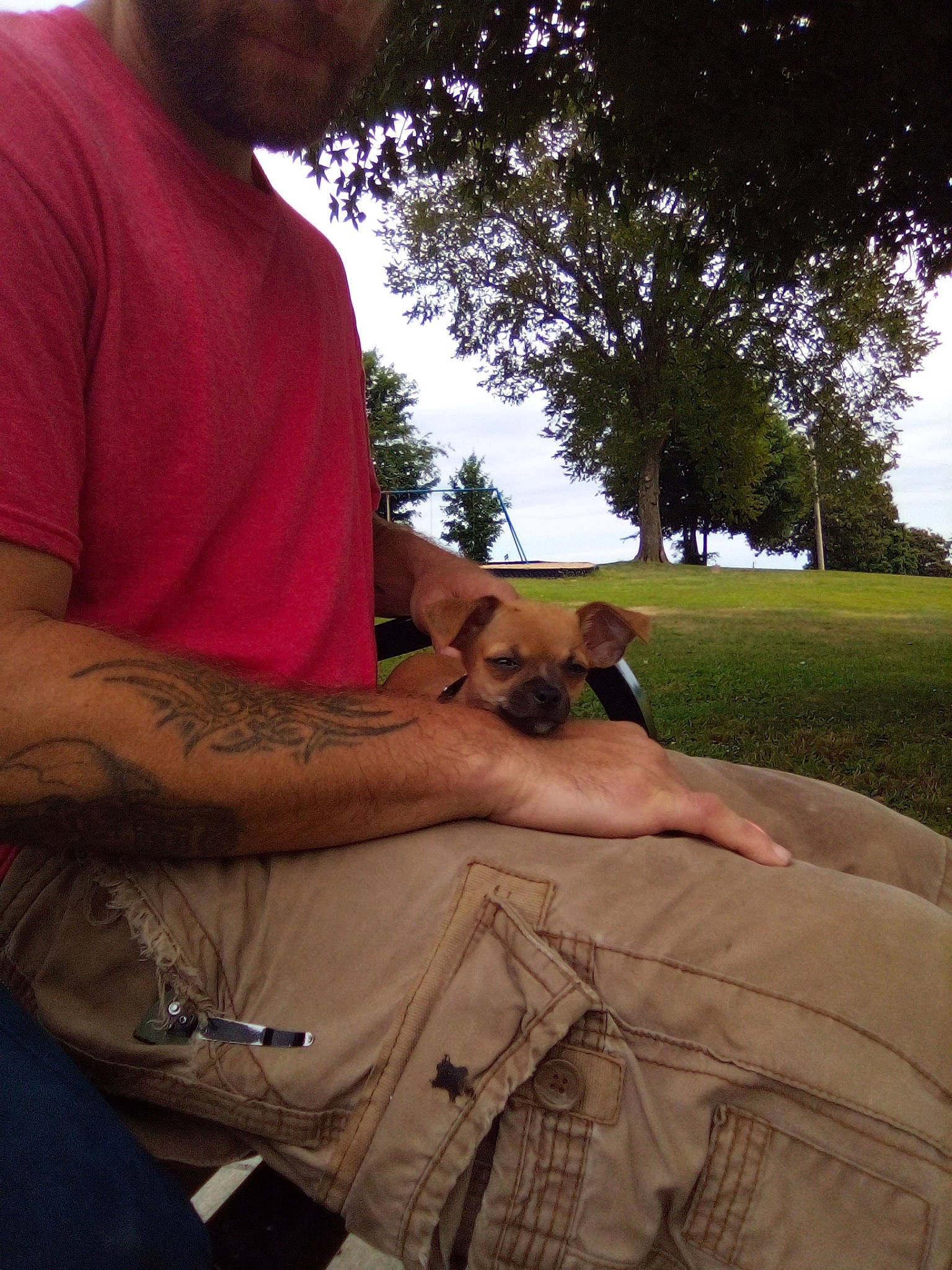 Rowdy Roo is registered to the contest to win money with this photo: canidae, fawn, sporting_group