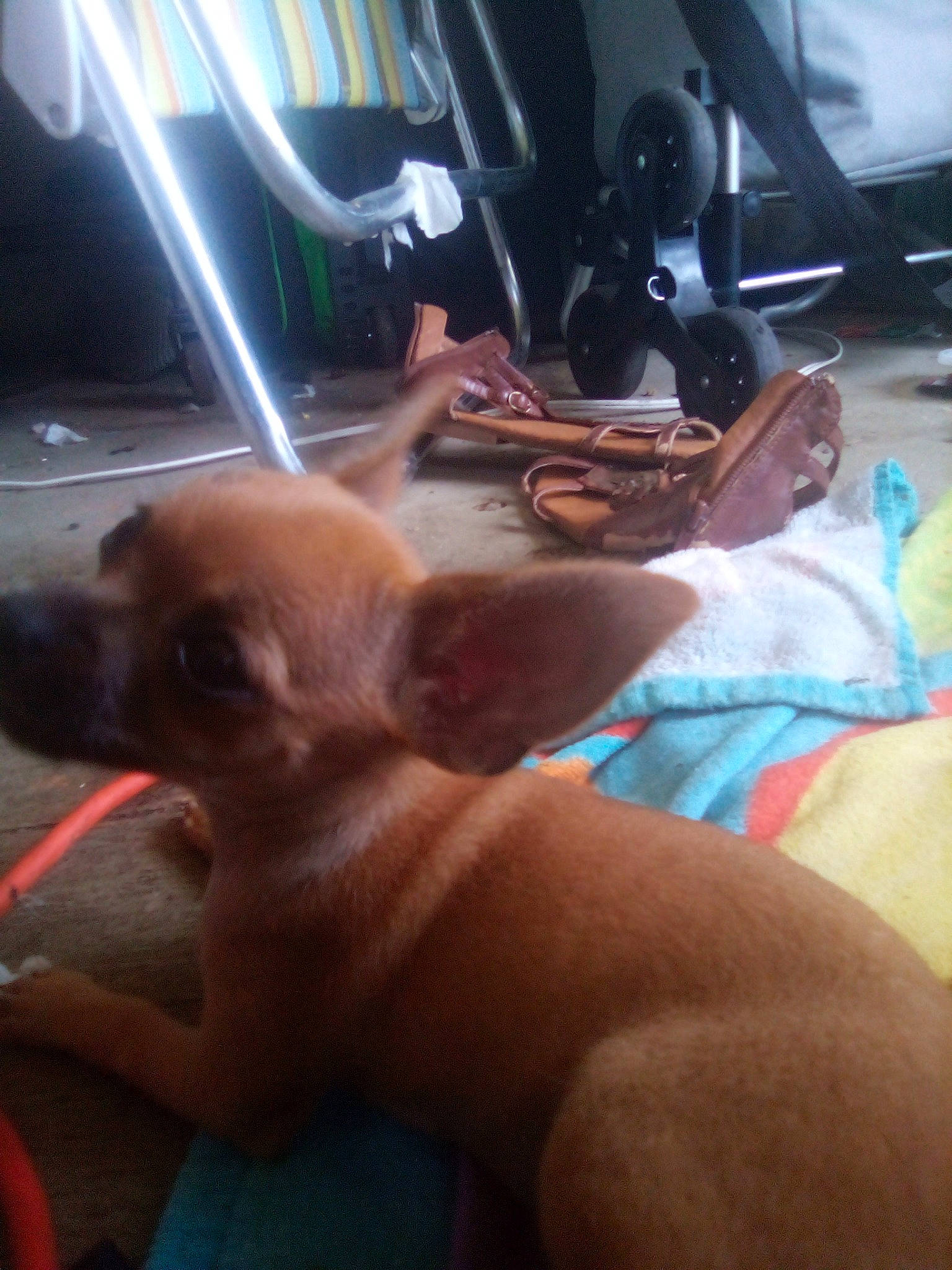 Rowdy Roo joined the competition — help win amazing prizes! canidae, carnivore, chihuahua, dog, dog_breed, fawn, hand, puppy, snout, sporting_group, toy_dog