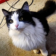 Fuzzy is registered to the contest to win money with this photo: cat, black_and_white, fluffy, fur, yellow_eyes, pet, indoor, carpet, whiskers, tail, cute, animal, domestic, mammal, curious, close_up, looking_up, soft_light, feline, household
