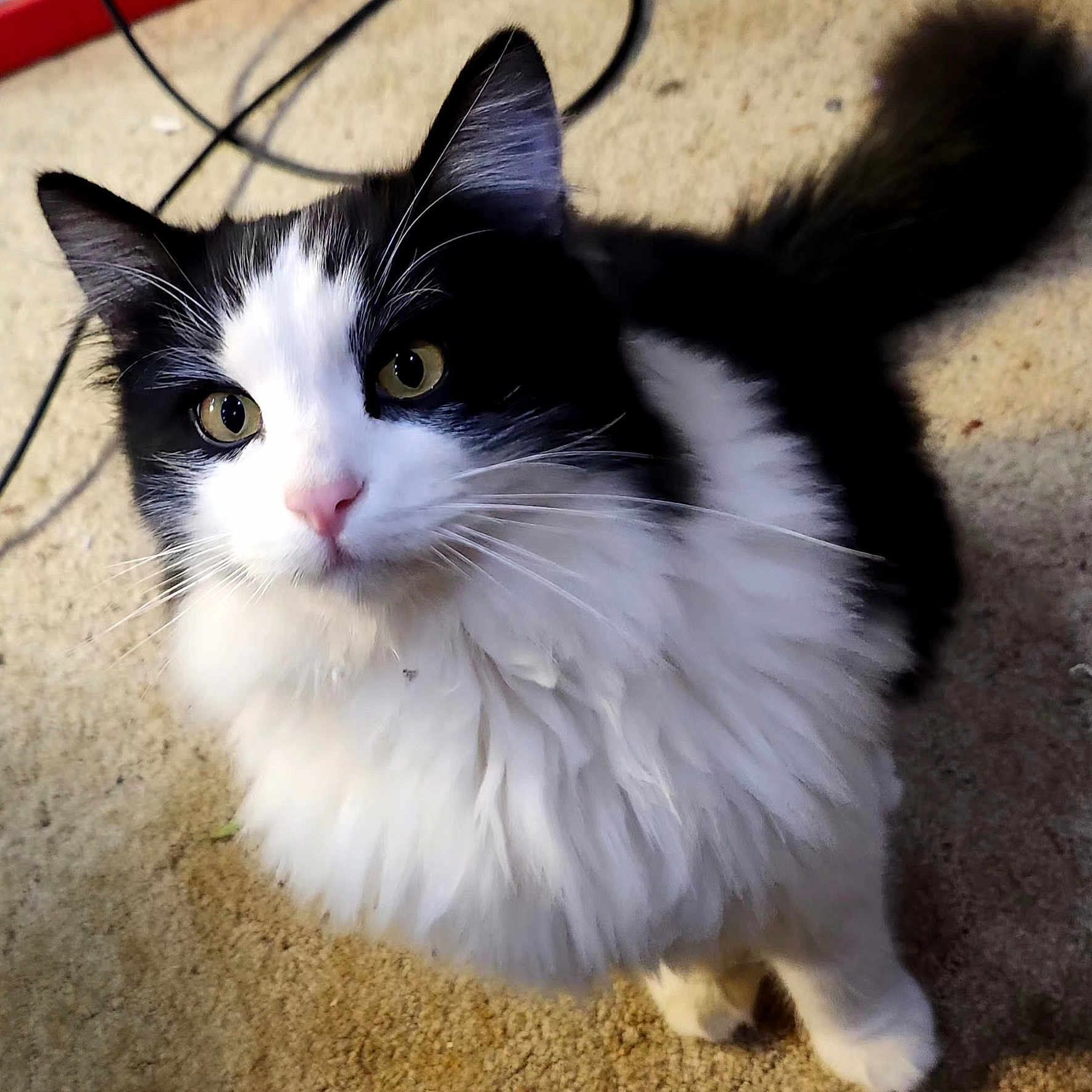 Fuzzy is registered to the contest to win money with this photo: cat, black_and_white, fluffy, fur, yellow_eyes, pet, indoor, carpet, whiskers, tail, cute, animal, domestic, mammal, curious, close_up, looking_up, soft_light, feline, household