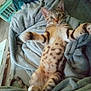 abyssinian, animal, bed, bedroom, blanket, cat, couch, cushion, furniture, homedecor, indoors, kitten, linen, manx, ocelot, person, pet, quilt, room, sleeping