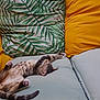 animal, architecture, bed, bedroom, blanket, building, cat, couch, cushion, furniture, homedecor, indoors, interiordesign, kitten, livingroom, person, pet, pillow, room, sleeping