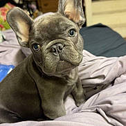 Bruce Wayne is registered to the contest to win money with this photo: french_bulldog, puppy, dog, bed, blanket, ears, cute, pet, indoor, animal, adorable, looking, face, fur, eyes, expression, home, furniture, sitting, cozy
