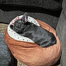 Bruce Wayne joined the competition — help win amazing prizes! animal, bed, black_dog, carpet, couch, cozy, cute, dog, donut_bed, french_bulldog, furniture, indoor, pet, plush, puppy, relaxing, resting, sleeping, small_dog, sunlight