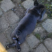 Bruce Wayne joined the competition — help win amazing prizes! animal, canine, closeup, crossed_legs, dirt, dog, fur, grass, lying_down, nature, outdoor, pavement, paw, peaceful, pet, quiet, relaxed, resting, shadow, sunlight