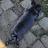 animal, canine, closeup, crossed_legs, dirt, dog, fur, grass, lying_down, nature, outdoor, pavement, paw, peaceful, pet, quiet, relaxed, resting, shadow, sunlight