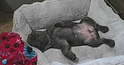 Bruce Wayne is registered to the contest to win money with this photo: animal, blanket, box, carpet, converse, cozy, cute, dog, drawer, floor, furniture, household, indoor, lying_down, pet_bed, plastic_bin, puppy, relaxed, resting, sleeping