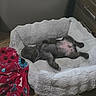 animal, blanket, box, carpet, converse, cozy, cute, dog, drawer, floor, furniture, household, indoor, lying_down, pet_bed, plastic_bin, puppy, relaxed, resting, sleeping