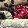 Bruce Wayne joined the competition — help win amazing prizes! animal, bed, blanket, comfort, cozy, curious, cushion, cute, dog, fabric, french_bulldog, fur_texture, home, indoor, pet, puppy, red_blanket, resting, snuggle, soft