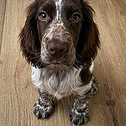 Bonnie participe au concours pour gagner de l'argent avec cette photo : animal, brown_and_white, closeup, cute, dog, eyes, floppy_ears, indoor, long_hair, looking_at_camera, nose, paws, pet, portrait, puppy, sitting, spaniel, speckled_fur, white_chest, wooden_floor