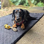 Liberty participe au concours pour gagner de l'argent avec cette photo : animal, black, blurred_background, brown, close_up, cute, dachshund, dog, expression, fur, greenery, lying_down, nature, outdoor, paw, pet, portrait, quilted_mat, rope_toy, toy