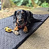 animal, black, blurred_background, brown, close_up, cute, dachshund, dog, expression, fur, greenery, lying_down, nature, outdoor, paw, pet, portrait, quilted_mat, rope_toy, toy