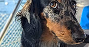 Liberty participe au concours pour gagner de l'argent avec cette photo : animal, blue_background, blurry_background, brown_eyes, canine, close_up, cute, dachshund, dog, ears, fur, fur_pattern, looking_away, merle, outdoor, paws, pet, portrait, resting, snout
