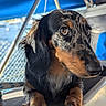 animal, blue_background, blurry_background, brown_eyes, canine, close_up, cute, dachshund, dog, ears, fur, fur_pattern, looking_away, merle, outdoor, paws, pet, portrait, resting, snout