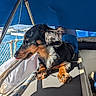 animal, black_and_tan, boat, canopy, dachshund, dog, fur, leisure, marina, nautical, outdoor, pet, relaxation, resting, rope, summer, sunlight, tongue_out, vacation, water
