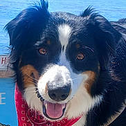Sully joined the competition — help win amazing prizes! dog, bandana, black, white, brown, fur, face, tongue, outdoor, water, ocean, smiling, pet, canine, friendly, animal, closeup, ears, nose, happy
