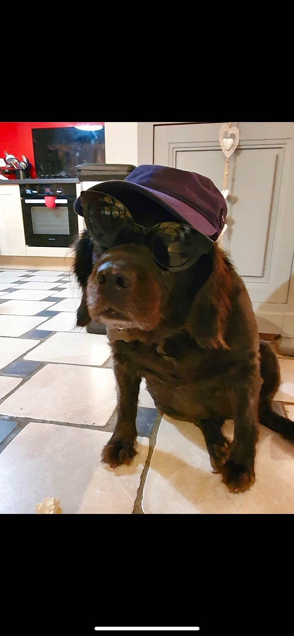Kiki participe au concours pour gagner de l'argent avec cette photo : carnivore, collar, companion_dog, dog, dog_breed, dog_collar, fawn, flooring, fur, hat, home_appliance, kitchen_appliance, liver, retriever, snout, sporting_group, tail, television, whiskers, working_animal