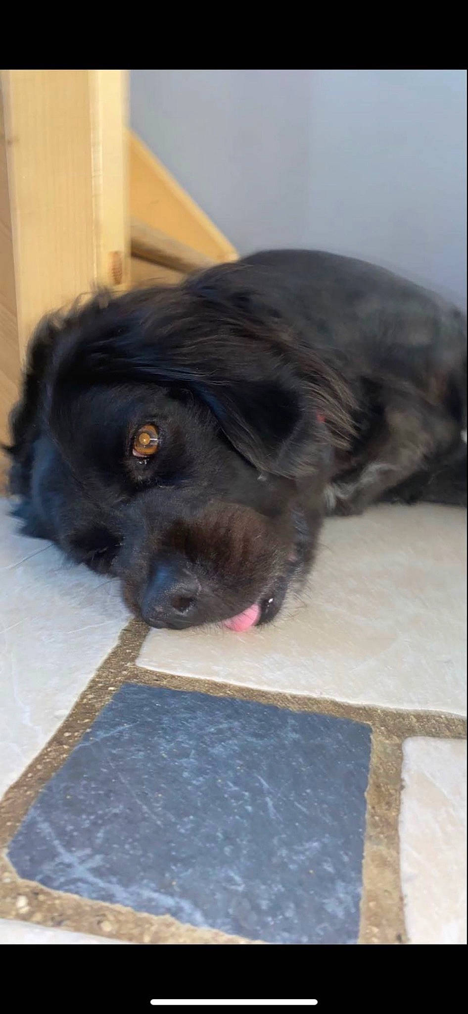 Kiki a rejoint le concours — aidez-le/la à gagner de superbes lots ! borador, canidae, carnivore, companion_dog, dog, dog_breed, dog_collar, fawn, fur, gun_dog, liver, puppy, rectangle, retriever, snout, sporting_group, terrestrial_animal, whiskers, working_animal