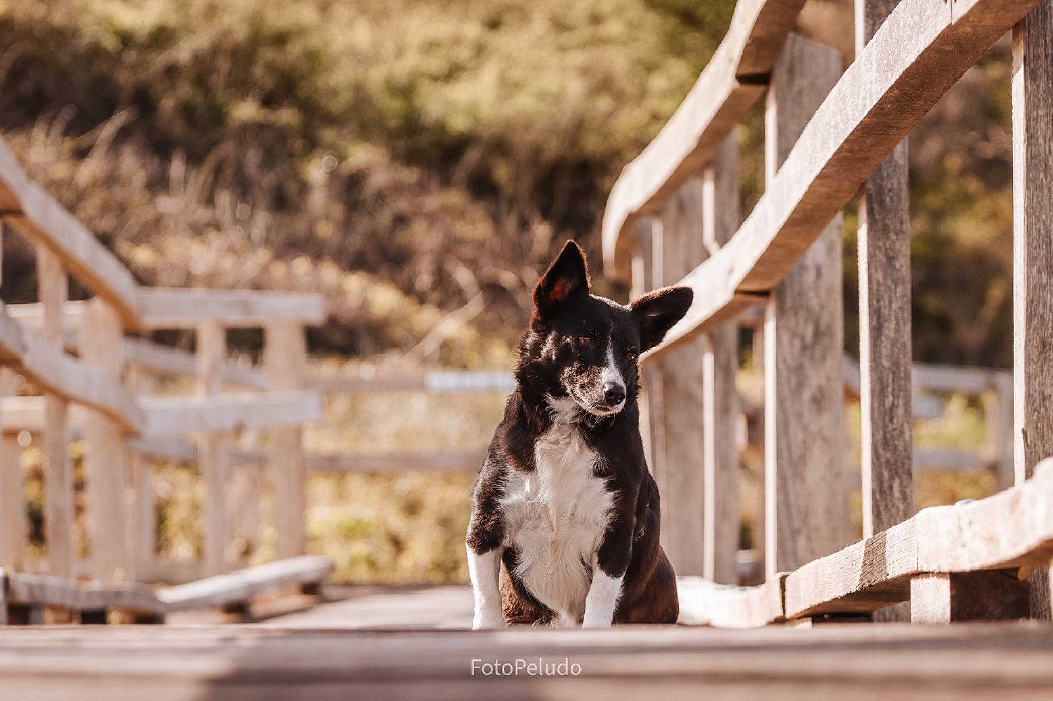 Chaussette a rejoint le concours — aidez-le/la à gagner de superbes lots ! canidae, carnivore, companion_dog, dog, dog_breed, fawn, felidae, fur, grass, herding_dog, landscape, leisure, monochrome_photography, recreation, snout, sporting_group, whiskers, wildlife, wood, working_animal