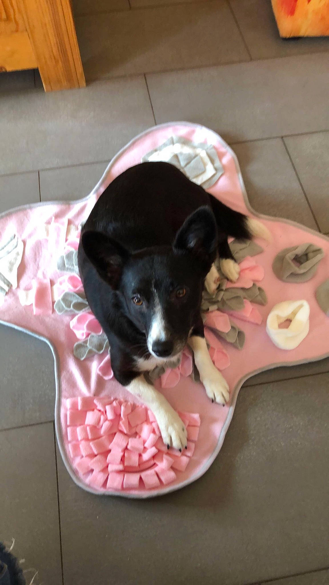 Chaussette a rejoint le concours — aidez-le/la à gagner de superbes lots ! carnivore, comfort, companion_dog, dog, dog_bed, dog_breed, dog_supply, flooring, linens, magenta, non_sporting_group, paw, pet_food, pet_supply, pink, puppy, sporting_group, tail, terrestrial_animal, working_animal