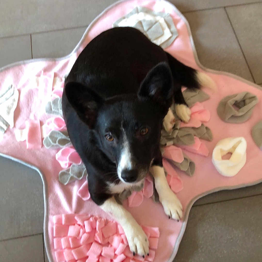 Chaussette participe au concours pour gagner de l'argent avec cette photo : animal, blanket, canine, chihuahua, cream, cushion, dessert, dog, face, furniture, head, homedecor, husky, mat, person, pet, photography, portrait, puppy, sleeping