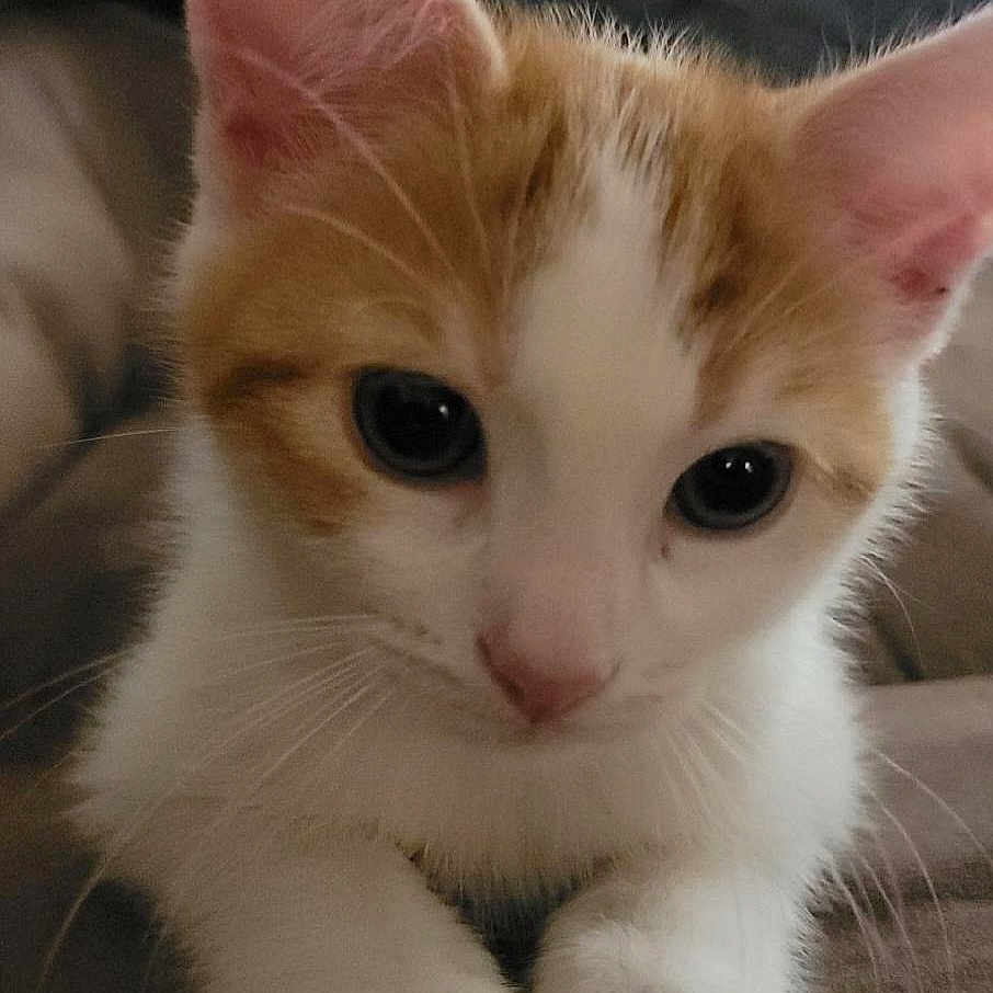 Ollie is registered to the contest to win money with this photo: abyssinian, angora, animal, canine, cat, dog, kitten, manx, pet, puppy, siamese, snout, white