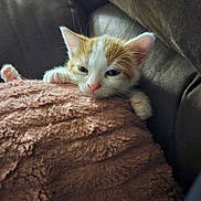 Ollie is registered to the contest to win money with this photo: abyssinian, animal, armchair, blanket, cat, chair, couch, cushion, furniture, homedecor, kitten, manx, pet, siamese