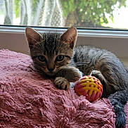 Poe joined the competition — help win amazing prizes! abyssinian, animal, ball, bed, bedroom, blanket, cat, couch, football, furniture, homedecor, indoors, kitten, manx, pet, quilt, room, soccer, soccerball, sport