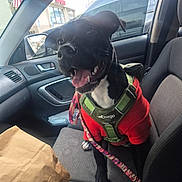 Lucy joined the competition — help win amazing prizes! american_flag, black_dog, bottle, can, car_door, car_interior, clutter, daytime, dog, front_passenger_seat, green_harness, happy_dog, leash, paper_bag, red_sweater, seat, side_mirror, tongue_out, urban, window