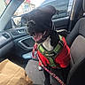 american_flag, black_dog, bottle, can, car_door, car_interior, clutter, daytime, dog, front_passenger_seat, green_harness, happy_dog, leash, paper_bag, red_sweater, seat, side_mirror, tongue_out, urban, window