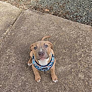Daisy is registered to the contest to win money with this photo: animal, brown_dog, concrete, cute, daylight, dog, ears, footwear, gravel, ground, harness, looking_up, outdoor, paws, pet, puppy, shoe, tail, waiting, young_dog