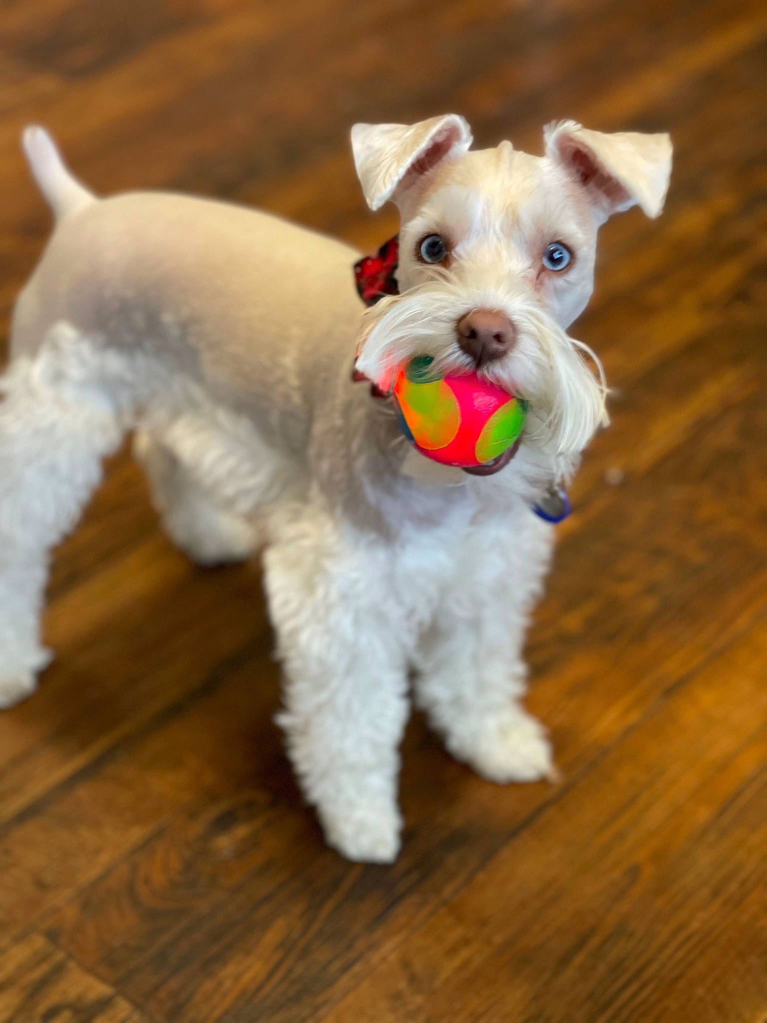 Georgia is registered to the contest to win money with this photo: canidae, carnivore, collar, companion_dog, dog, dog_breed, dog_clothes, dog_collar, dog_supply, fawn, flooring, hardwood, pet_supply, schnauzer, snout, sporting_group, standard_schnauzer, terrier, wood, working_animal